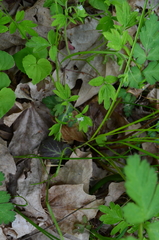 Phacelia ranunculacea