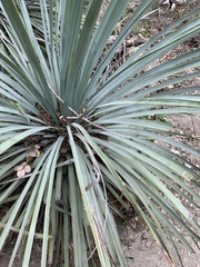 Hesperoyucca