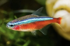 Cardinal Tetra photo 1