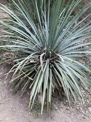 Hesperoyucca