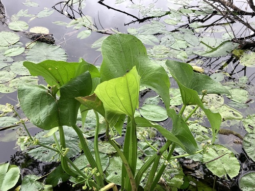 Limnophyton obtusifolium observed 2024-02-28
