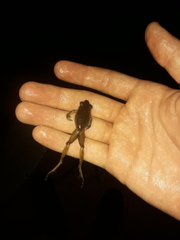 Craugastor longirostris