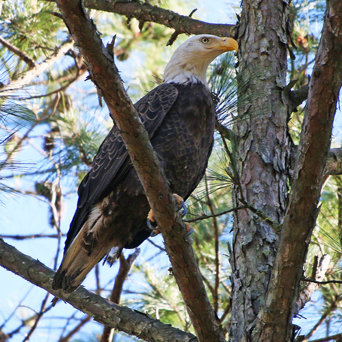 Bald Eagle photographed in South Carolina
