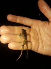 Craugastor longirostris