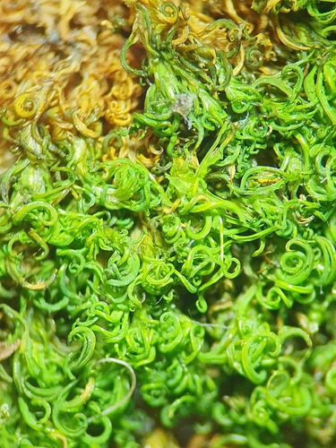 Image of Tortella nitida by no rights reserved