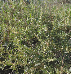 Chenopodium leptophyllum
