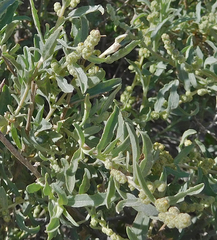Chenopodium leptophyllum
