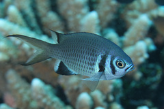 Indigo Chromis photo 5