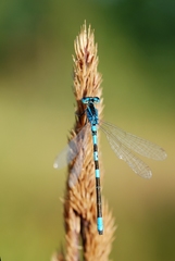 Coenagrion scitulum