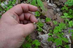 Phacelia ranunculacea
