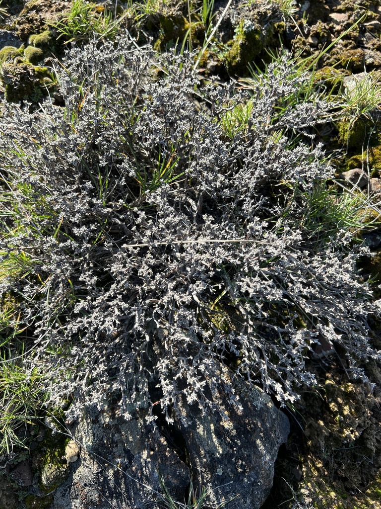 thymeleaf buckwheat from Grant County, WA, USA on February 27, 2024 at
