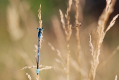 Coenagrion scitulum