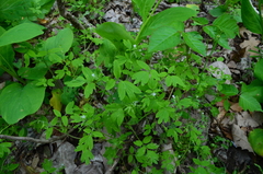 Phacelia ranunculacea