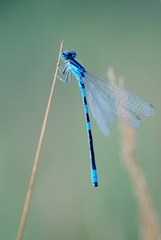 Coenagrion scitulum