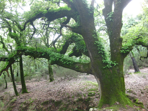 Mirbeck's oak