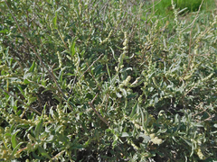 Chenopodium leptophyllum
