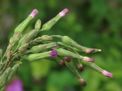 Lactuca graminifolia