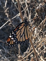 Danaus plexippus