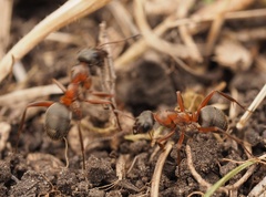 Formica rufibarbis