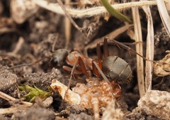 Formica rufibarbis