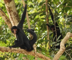 Peruvian Spider Monkey photo 4