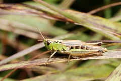 Pseudochorthippus montanus