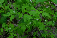 Phacelia ranunculacea