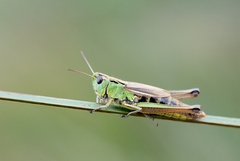 Pseudochorthippus montanus