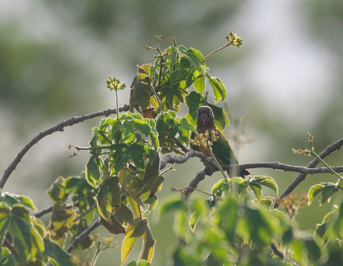 Caatinga Parakeet (Eupsittula cactorum), photo 10