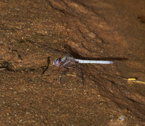 Macrothemis griseofrons