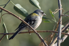 African Chaffinch photo 4