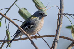 African Chaffinch photo 5