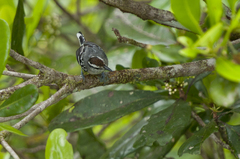 Spot-Tailed Antwren photo 2