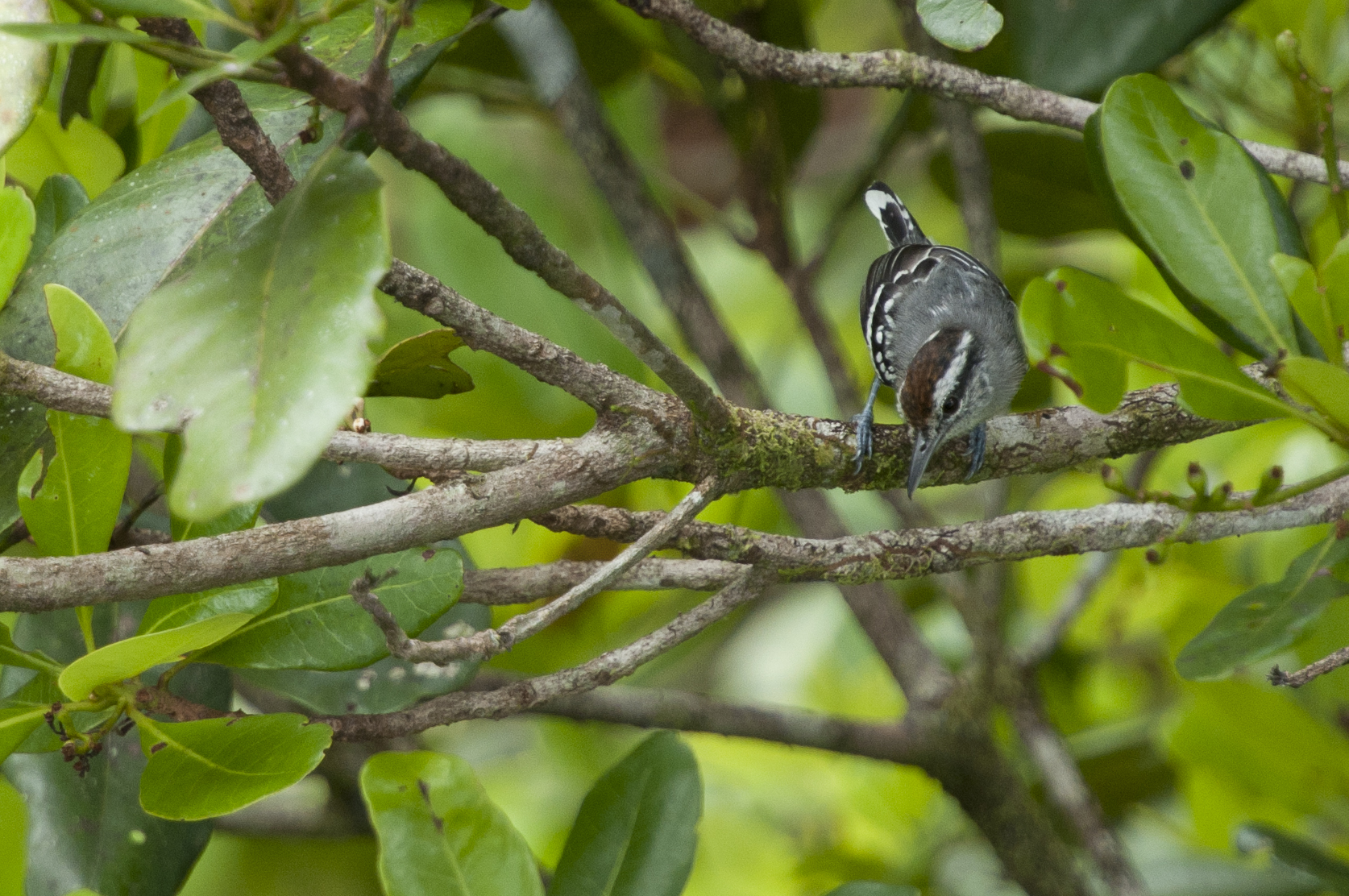 Spot-tailed Antwren illustration