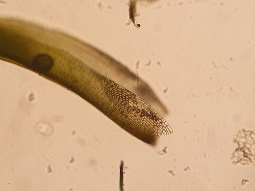 Image of Tortella nitida by no rights reserved