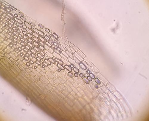 Image of Tortella nitida by no rights reserved