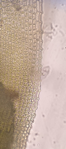 Image of Tortella nitida by no rights reserved