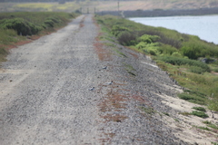 Sternula antillarum browni