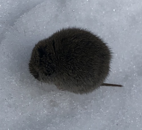 Montane Vole