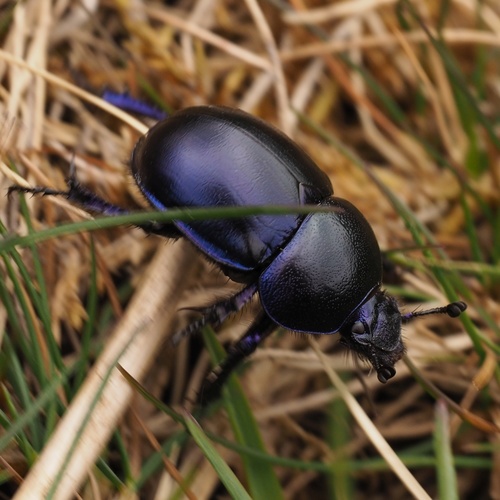 Springtime Dung Beetle, photo 3 of 10