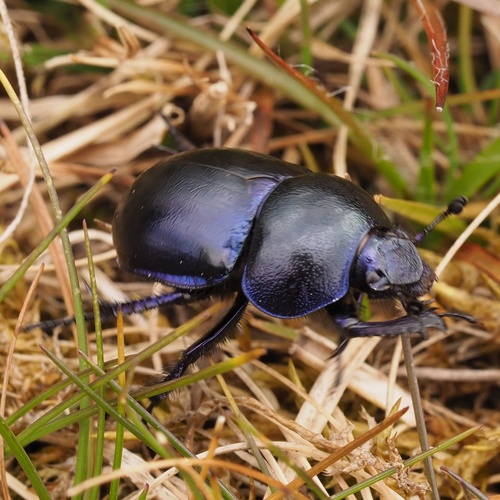 Springtime Dung Beetle, photo 2 of 10