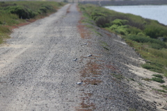 Sternula antillarum browni