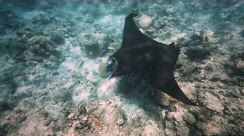 Reef Manta Ray, photo 6 of 10