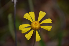 Helenium brevifolium
