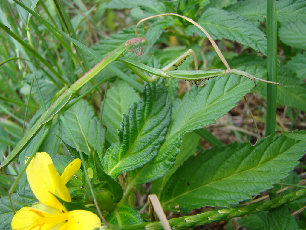 Tenodera costalis
