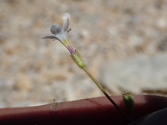 Gilia sinuata