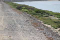 Sternula antillarum browni