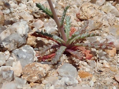 Gilia sinuata