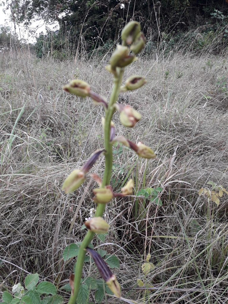 Eulophia parviflora