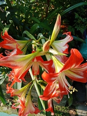 Hippeastrum striatum